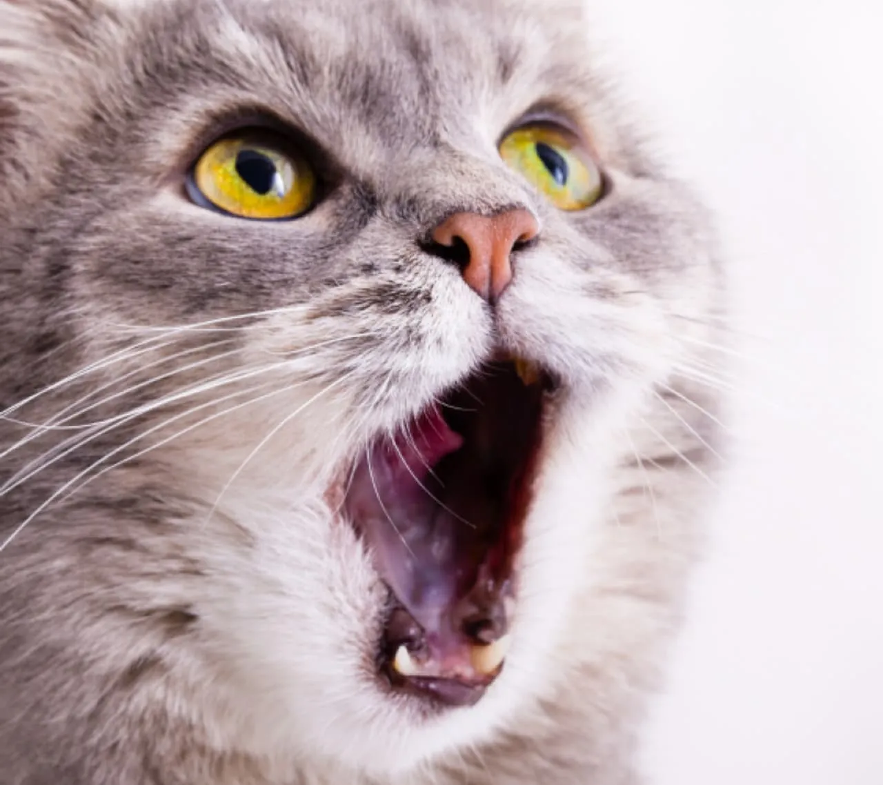 Imatge esdeveniments